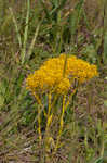 Low pinebarren milkwort